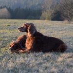 Unsere Hunde