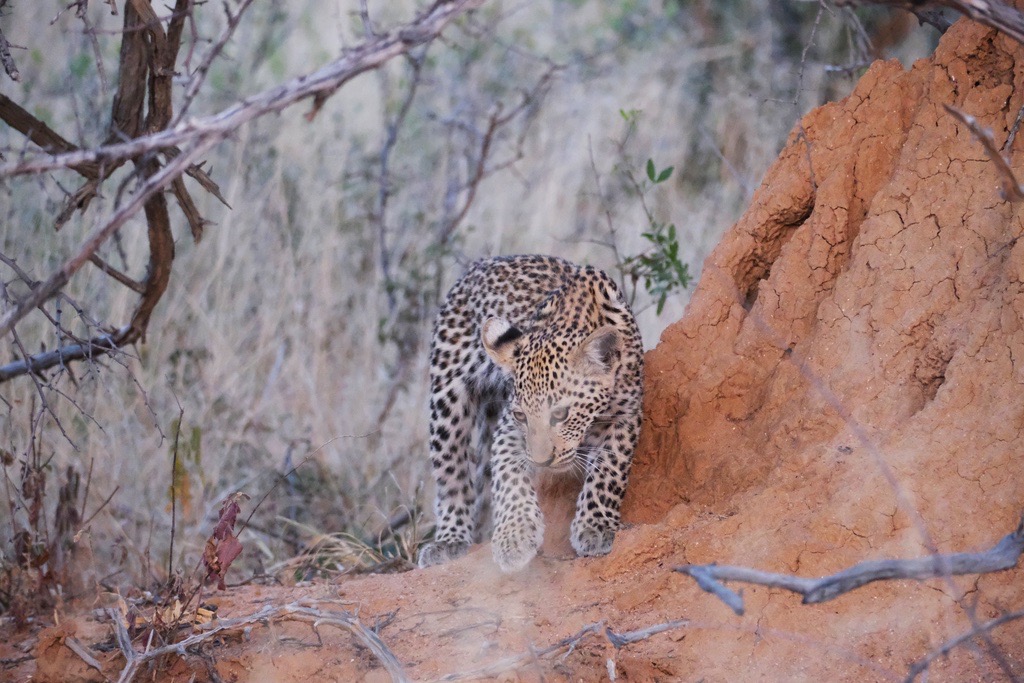 Wie mein Stofftier- zum Knuddelm